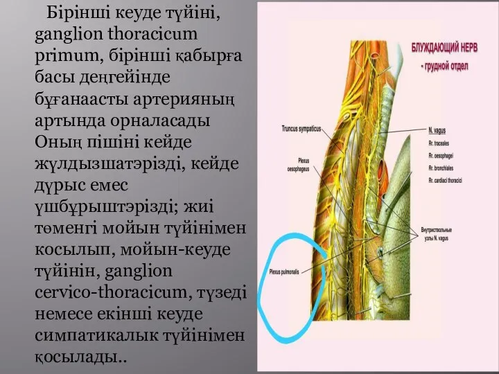 Бірінші кеуде түйіні, ganglion thoracicum primum, бірінші қабырға басы деңгейінде бұғанаасты артерияның