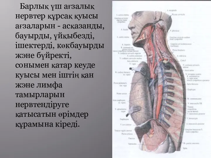 Барлық үш ағзалық нервтер құрсақ қуысы ағзаларын - асқазанды, бауырды, үйқыбезді, ішектерді,