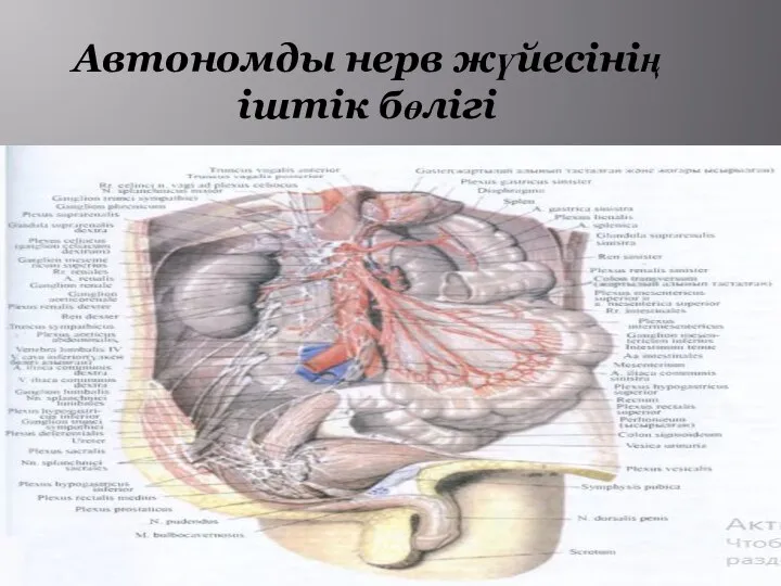 Автономды нерв жүйесінің іштік бөлігі