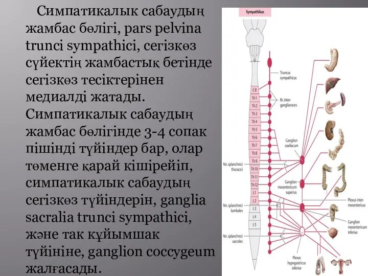 Симпатикалык сабаудың жамбас бөлігі, pars pelvina trunci sympathici, сегізкөз сүйектің жамбастық бетінде