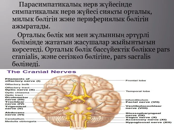 Парасимпатикалық нерв жүйесінде симпатикалык нерв жүйесі сияқты орталық, милык бөлігін жэне перифериялык