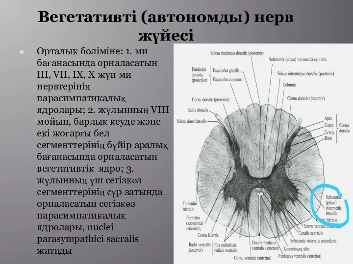 Вегетативті (автономды) нерв жүйесі Орталык боліміне: 1. ми бағанасында орналасатын III, VII,