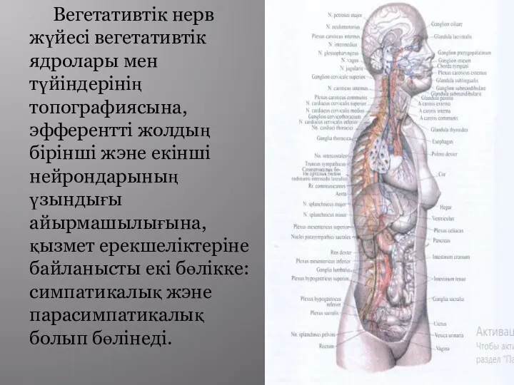 Вегетативтік нерв жүйесі вегетативтік ядролары мен түйіндерінің топографиясына, эфферентті жолдың бірінші жэне