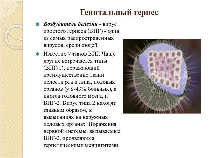 Генитальный герпес Возбудитель болезни - вирус простого герпеса (ВПГ) - один из