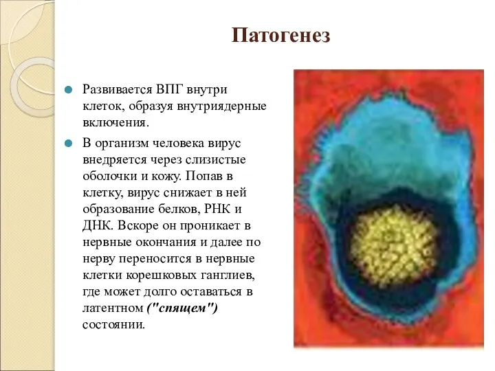 Патогенез Развивается ВПГ внутри клеток, образуя внутриядерные включения. В организм человека вирус