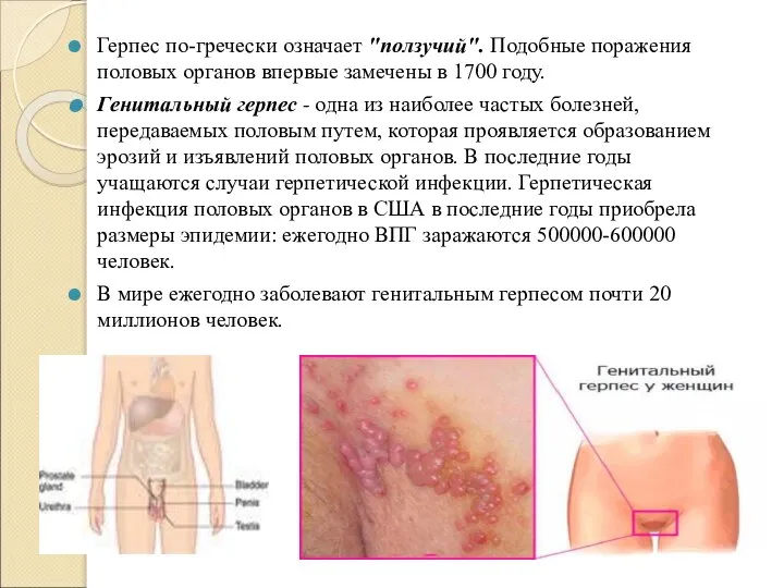 Герпес по-гречески означает "ползучий". Подобные поражения половых органов впервые замечены в 1700