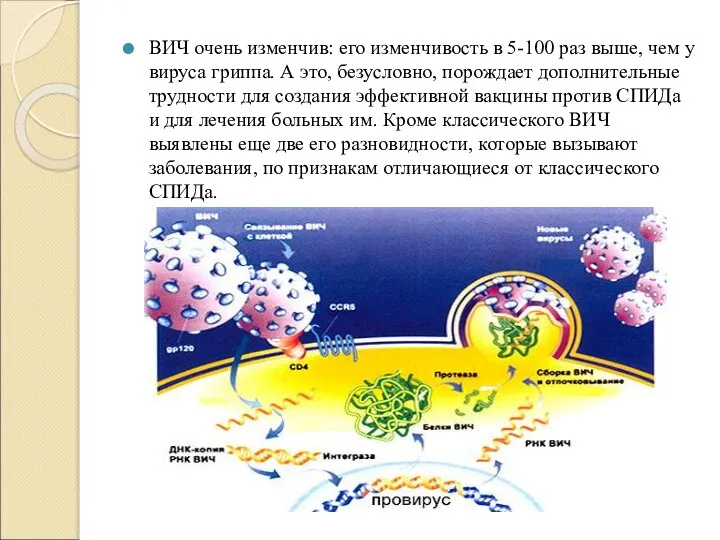 ВИЧ очень изменчив: его изменчивость в 5-100 раз выше, чем у вируса