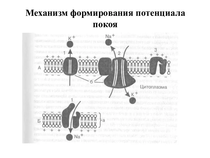 Механизм формирования потенциала покоя