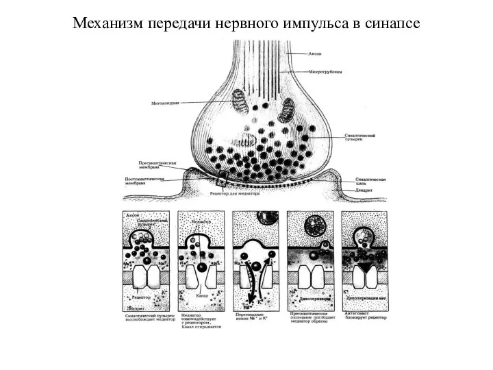 Механизм передачи нервного импульса в синапсе