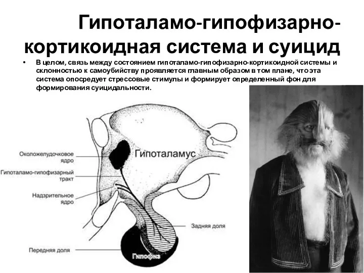 Гипоталамо-гипофизарно-кортикоидная система и суицид В целом, связь между состоянием гипоталамо-гипофизарно-кортикоидной системы и