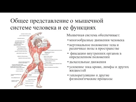 Общее представление о мышечной системе человека и ее функциях Мышечная система обеспечивает: