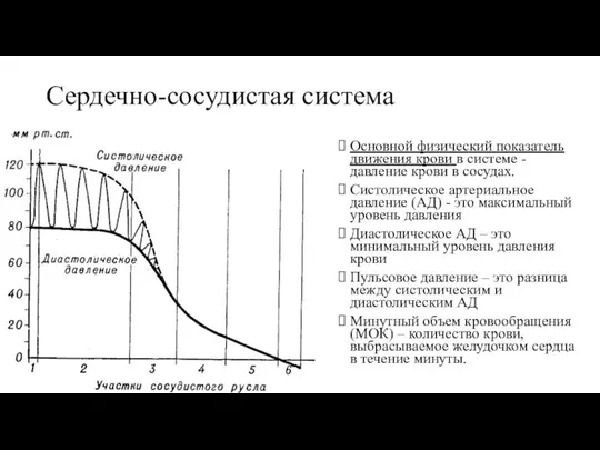 Сердечно-сосудистая система Основной физический показатель движения крови в системе - давление крови