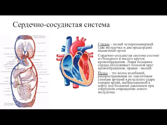 Сердечно-сосудистая система Сердце - полый четырехкамерный (два желудочка и два предсердия) мышечный