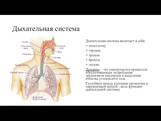 Дыхательная система Дыхательная система включает в себя: носоглотку гортань трахею бронхи легкие.
