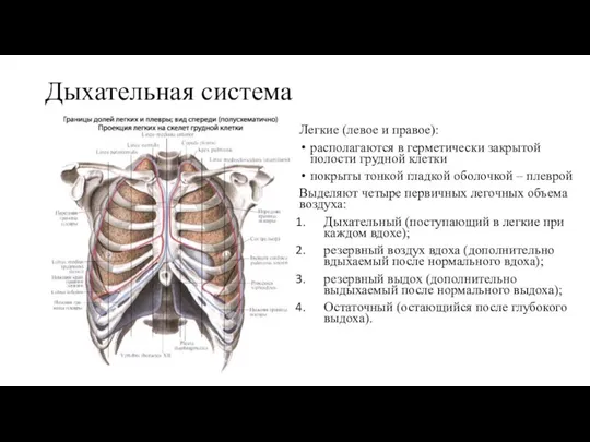 Дыхательная система Легкие (левое и правое): располагаются в герметически закрытой полости грудной