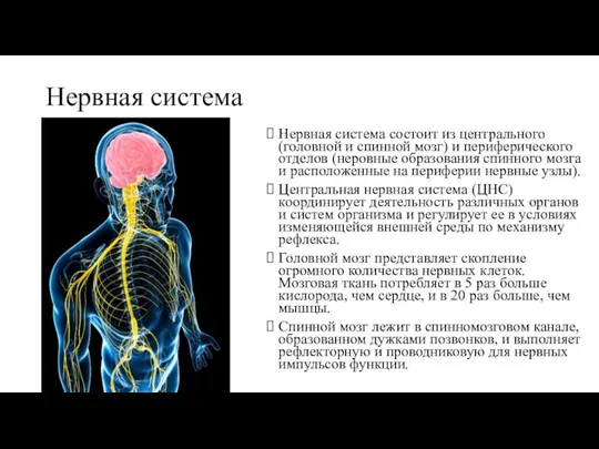 Нервная система Нервная система состоит из центрального (головной и спинной мозг) и