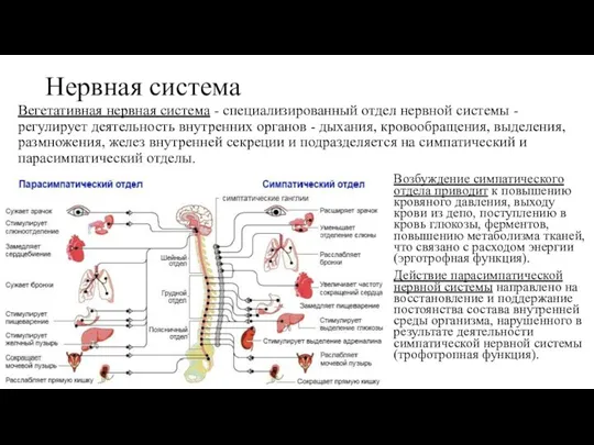 Нервная система Возбуждение симпатического отдела приводит к повышению кровяного давления, выходу крови