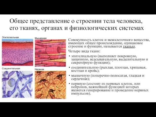 Общее представление о строении тела человека, его тканях, органах и физиологических системах