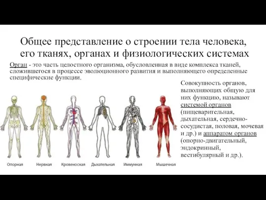 Общее представление о строении тела человека, его тканях, органах и физиологических системах