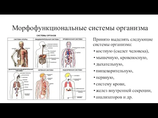Морфофункциональные системы организма Принято выделять следующие системы организма: костную (скелет человека), мышечную,