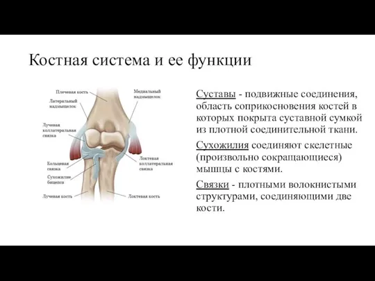 Костная система и ее функции Суставы - подвижные соединения, область соприкосновения костей