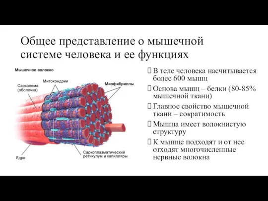 Общее представление о мышечной системе человека и ее функциях В теле человека