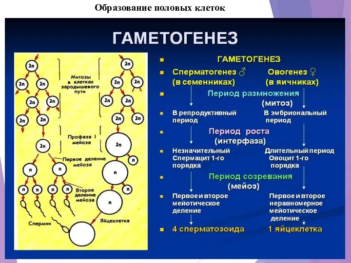 Образование половых клеток