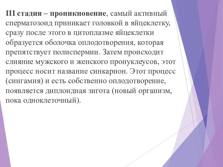 III стадия – проникновение, самый активный сперматозоид приникает головкой в яйцеклетку, сразу