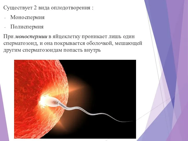 Существует 2 вида оплодотворения : Моноспермия Полиспермия При моноспермии в яйцеклетку проникает
