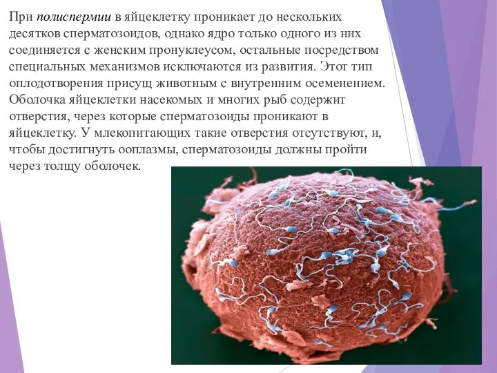 При полиспермии в яйцеклетку проникает до нескольких десятков сперматозоидов, однако ядро только