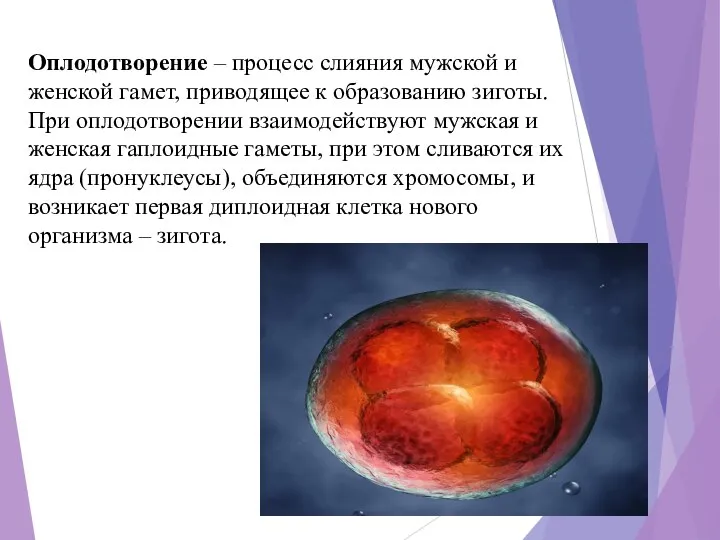 Оплодотворение – процесс слияния мужской и женской гамет, приводящее к образованию зиготы.