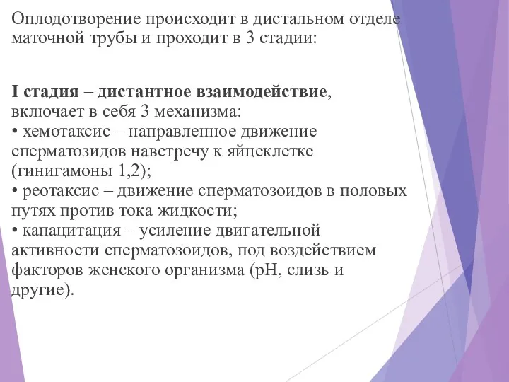 Оплодотворение происходит в дистальном отделе маточной трубы и проходит в 3 стадии: