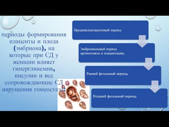 периоды формирования плаценты и плода (эмбриона), на которые при СД у женщин