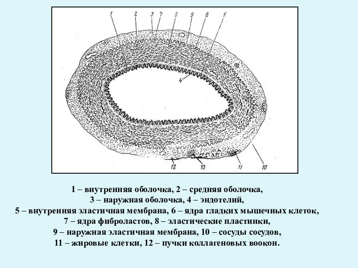 1 – внутренняя оболочка, 2 – средняя оболочка, 3 – наружная оболочка,