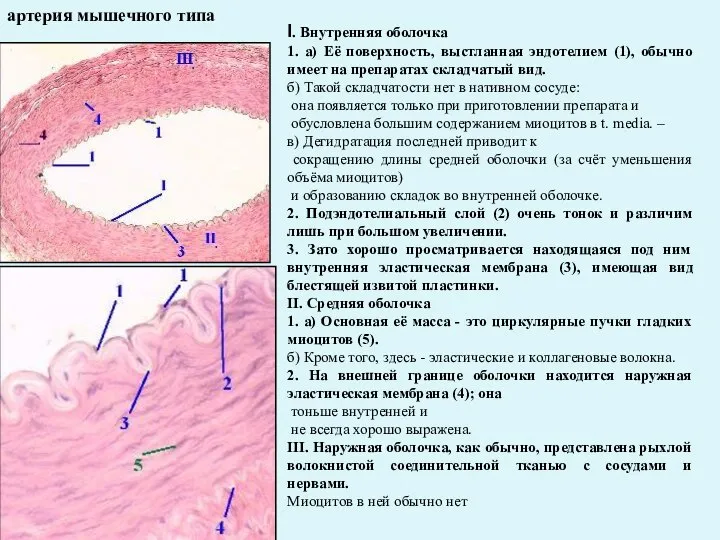 артерия мышечного типа I. Внутренняя оболочка 1. а) Её поверхность, выстланная эндотелием