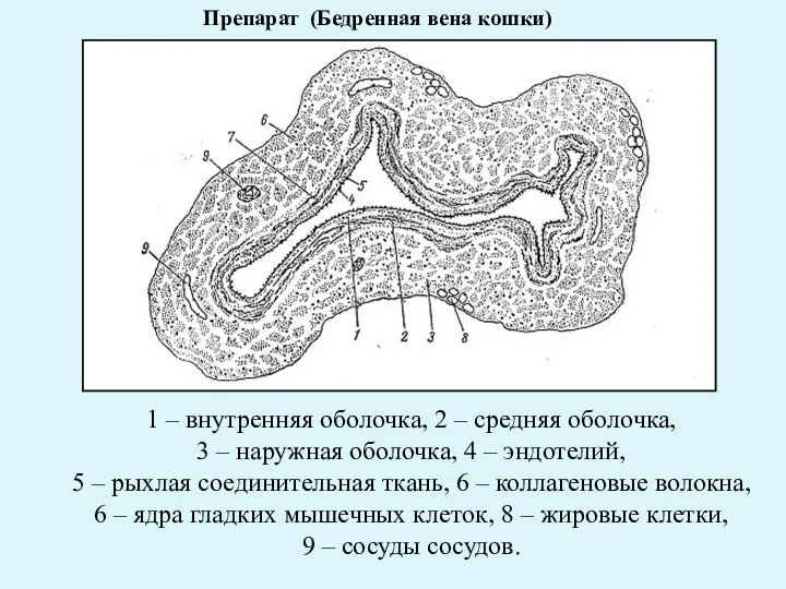 Препарат (Бедренная вена кошки) 1 – внутренняя оболочка, 2 – средняя оболочка,