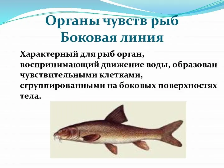 Органы чувств рыб Боковая линия Характерный для рыб орган, воспринимающий движение воды,