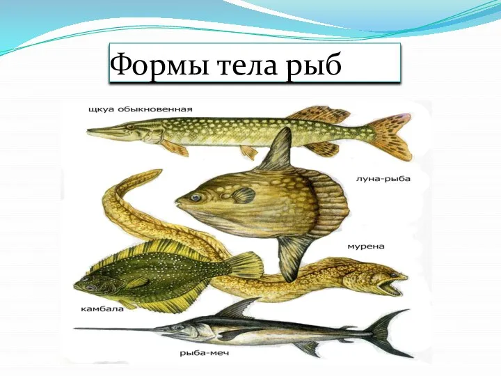 Формы тела рыб