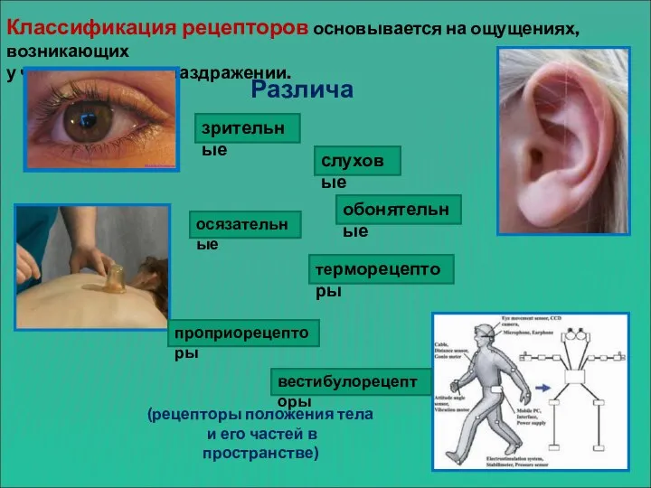 Классификация рецепторов основывается на ощущениях, возникающих у человека при их раздражении. Различают: