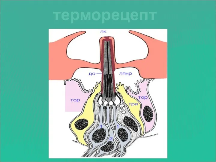 терморецептор