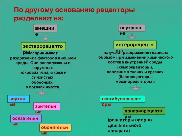 По другому основанию рецепторы разделяют на: внешние внутренние экстерорецепторы интерорецепторы воспринимают раздражение