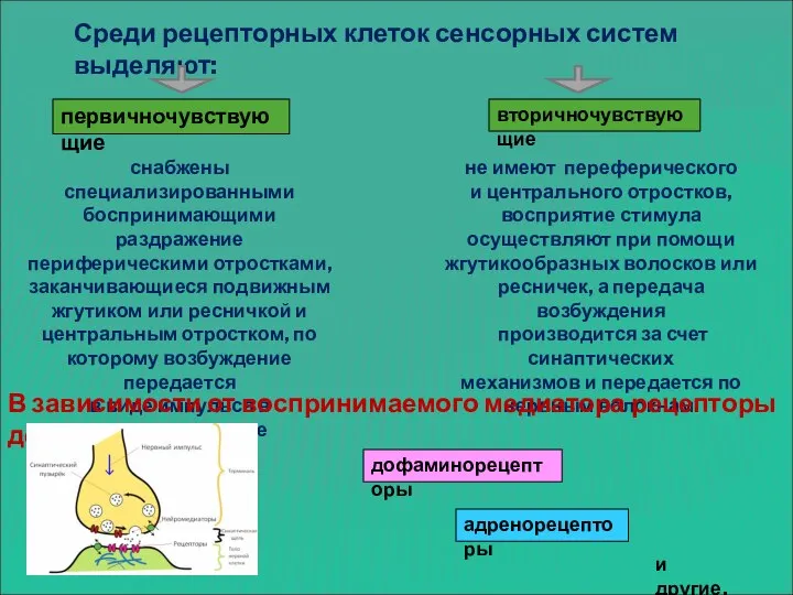 Среди рецепторных клеток сенсорных систем выделяют: первичночувствующие вторичночувствующие снабжены специализированными боспринимающими раздражение