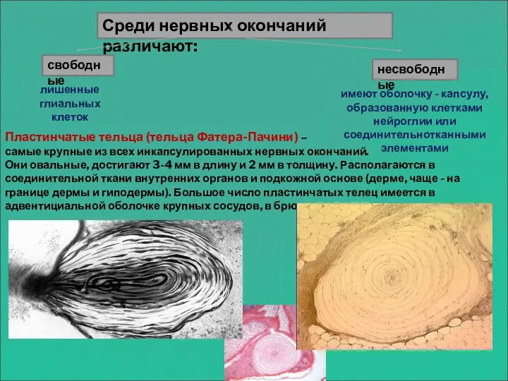 Среди нервных окончаний различают: свободные несвободные лишенные глиальных клеток имеют оболочку -