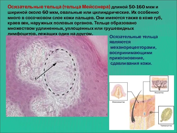 Осязательные тельца (тельца Мейсснера) длиной 50-160 мкм и шириной около 60 мкм,