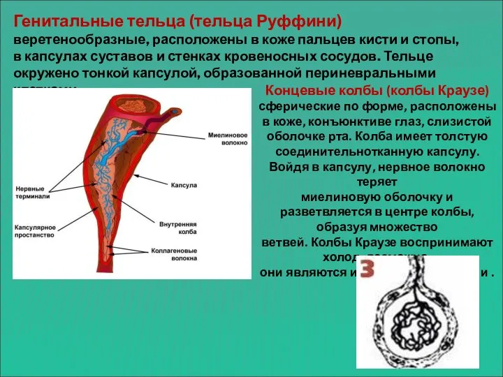 Генитальные тельца (тельца Руффини) веретенообразные, расположены в коже пальцев кисти и стопы,