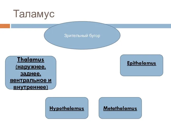 Таламус Зрительный бугор Thalamus (наружнее, заднее, вентральное и внутреннее) Hypothalamus Metathalamus Epithalamus