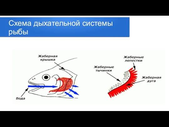 Схема дыхательной системы рыбы