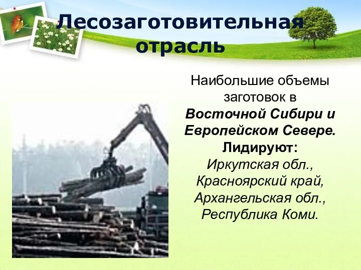 Лесозаготовительная отрасль Наибольшие объемы заготовок в Восточной Сибири и Европейском Севере. Лидируют: