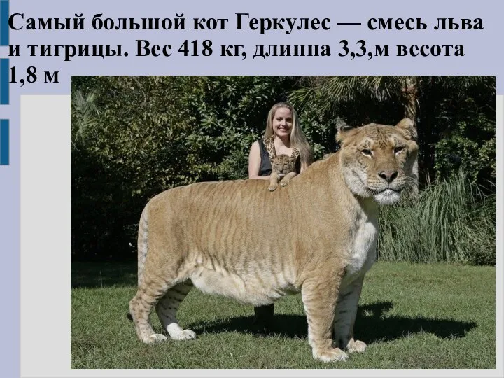 Самый большой кот Геркулес — смесь льва и тигрицы. Вес 418 кг,