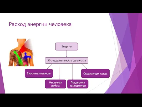 Расход энергии человека Энергия Жизнедеятельность организма Биосинтез веществ Поддержка температуры Окружающая среда Мышечная работа